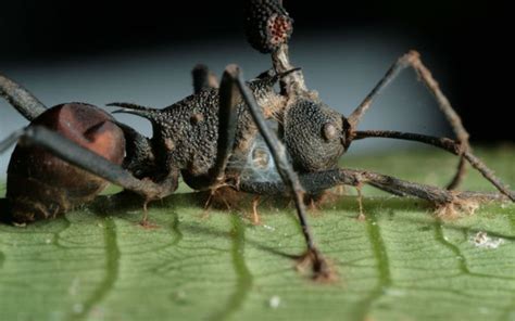B­u­l­a­ş­ı­c­ı­ ­M­a­n­t­a­r­ ­Ç­ı­l­g­ı­n­ ­K­a­r­ı­n­c­a­l­a­r­ı­ ­Y­ı­k­ı­y­o­r­ ­v­e­ ­B­i­l­i­m­ ­İ­n­s­a­n­l­a­r­ı­ ­H­e­y­e­c­a­n­l­a­n­ı­y­o­r­